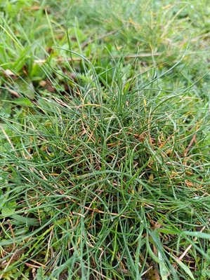 Festuca gautieri (Hack.) K.Richt.: leaf