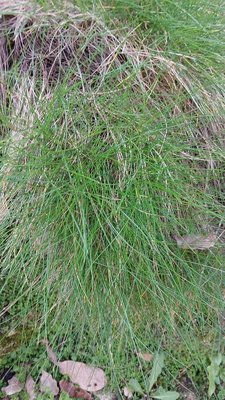 Festuca gautieri (Hack.) K.Richt.: leaf
