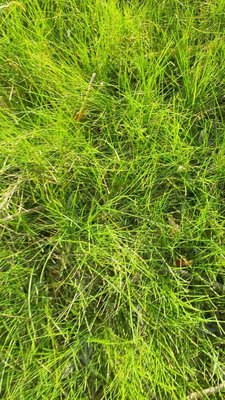 Festuca gautieri (Hack.) K.Richt.: habit