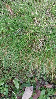 Festuca gautieri (Hack.) K.Richt.: leaf