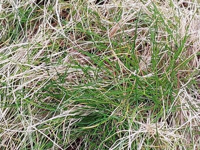 Festuca gautieri (Hack.) K.Richt.: leaf