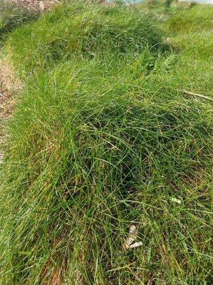 Festuca gautieri (Hack.) K.Richt.: leaf