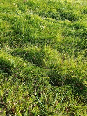 Festuca gautieri (Hack.) K.Richt.: leaf