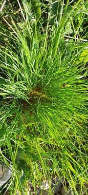 Festuca gautieri (Hack.) K.Richt.: leaf