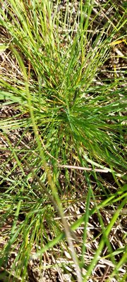 Festuca gautieri (Hack.) K.Richt.: leaf