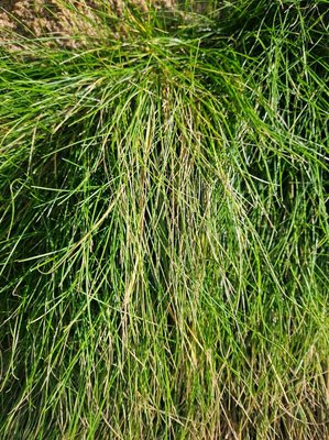 Festuca gautieri (Hack.) K.Richt.: leaf