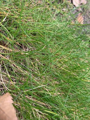 Festuca gautieri (Hack.) K.Richt.: leaf