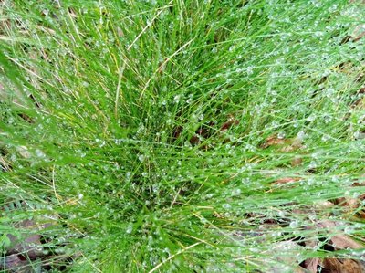 Festuca gautieri (Hack.) K.Richt.: leaf