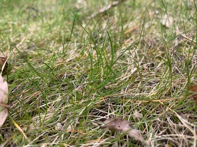 Festuca gautieri (Hack.) K.Richt.: leaf