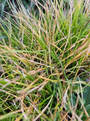 Festuca gautieri (Hack.) K.Richt.: leaf