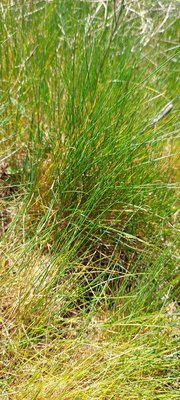 Festuca gautieri (Hack.) K.Richt.: leaf