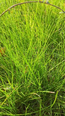Festuca gautieri (Hack.) K.Richt.: leaf