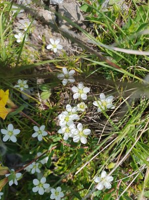 Sagina glabra (Willd.) Fenzl: flower