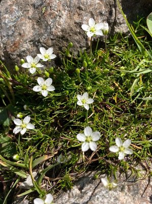 Sagina glabra (Willd.) Fenzl: flower