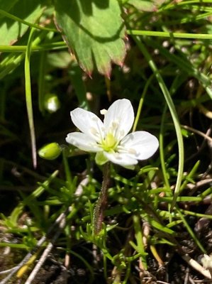 Sagina glabra (Willd.) Fenzl: flower