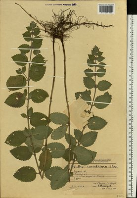 Mentha × carinthiaca Host (Мята), Moscow University Herbarium