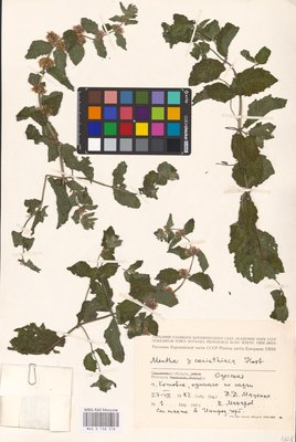 Mentha × carinthiaca Host (Мята), MHA Herbarium