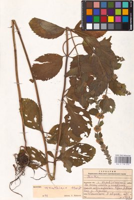 Mentha × carinthiaca Host (Мята), MHA Herbarium