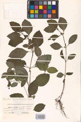 Mentha × carinthiaca Host (Мята), MHA Herbarium
