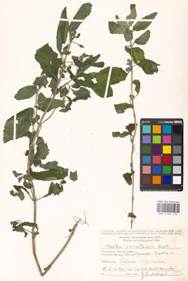 Mentha × carinthiaca Host (Мята), MHA Herbarium