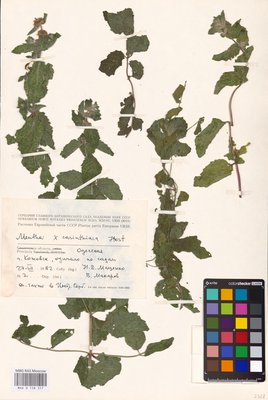 Mentha × carinthiaca Host (Мята), MHA Herbarium