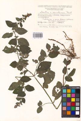 Mentha × carinthiaca Host (Мята), MHA Herbarium