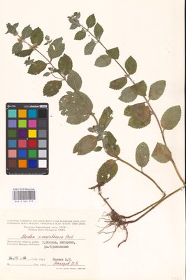 Mentha × carinthiaca Host (Мята), MHA Herbarium