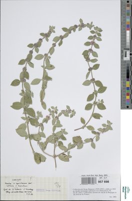 Mentha x carinthiaca Host