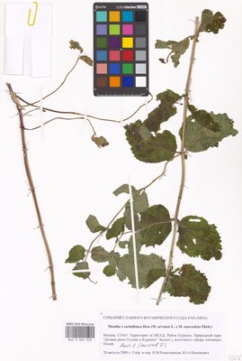 Mentha × carinthiaca Host (Мята), MHA Herbarium