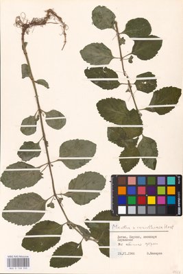 Mentha × carinthiaca Host (Мята), MHA Herbarium