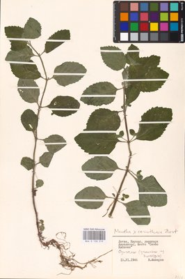 Mentha × carinthiaca Host (Мята), MHA Herbarium