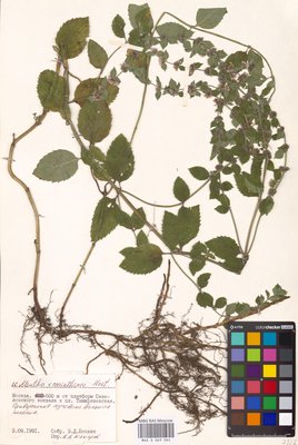 Mentha × carinthiaca Host (Мята), MHA Herbarium