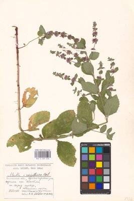 Mentha × carinthiaca Host (Мята), MHA Herbarium