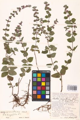 Mentha × carinthiaca Host (Мята), MHA Herbarium