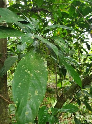 Cola nitida (Vent.) Schott & Endl.: leaf