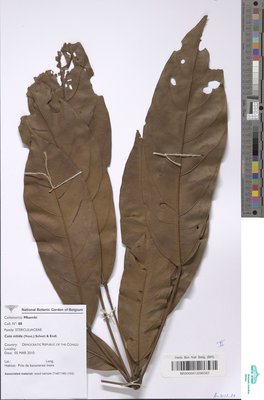 Cola nitida (Vent.) Schott & Endl.