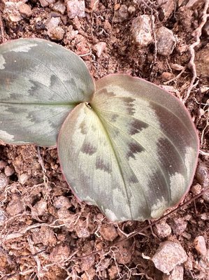 Kaempferia galanga L.: leaf