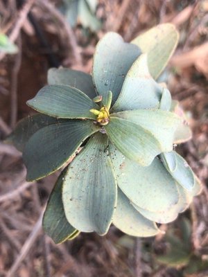 Bupleurum handiense (Bolle) G.Kunkel: leaf