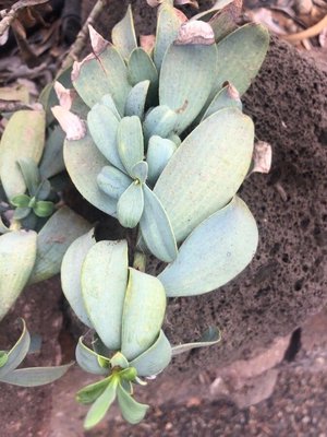 Bupleurum handiense (Bolle) G.Kunkel: leaf