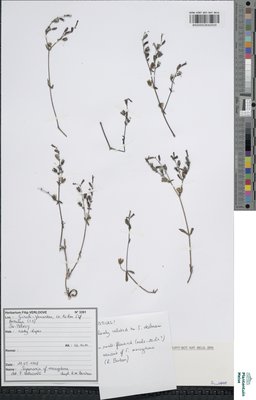 Saponaria mesogitana Boiss.