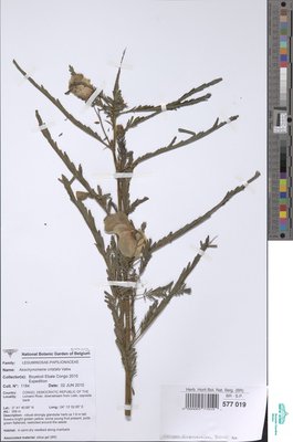 Aeschynomene cristata Vatke
