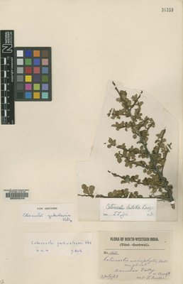 BM000602240