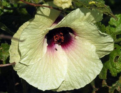 Hibiscus_diversifolius,_Swamp_Hibiscus,_Byron_Bay_Waste_Management_Centre,_10Oct2018_7935.jpg