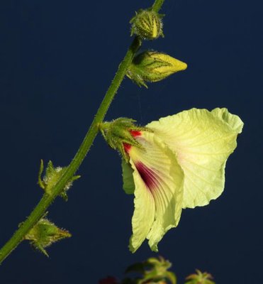 Hibiscus_diversifolius,_Swamp_Hibiscus,_Byron_Bay_Waste_Management_Centre,_10Oct2018_7934.jpg