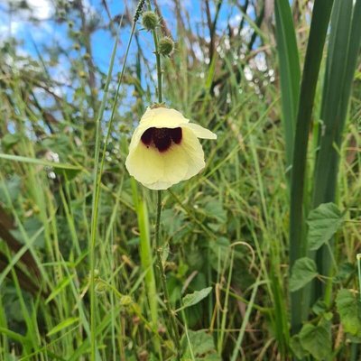 Hibiscus diversifolius Jacq.: flower