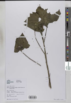 Hibiscus diversifolius subsp. rivularis (Bremek. & Oberm.) Exell