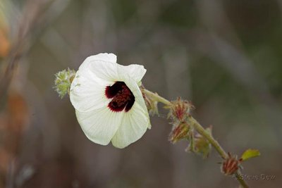 Hibiscus_Diversifolia_1DX_6489.jpg