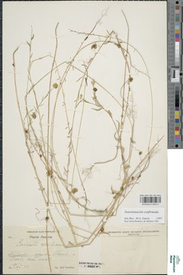 Cuscuta epilinum Weihe