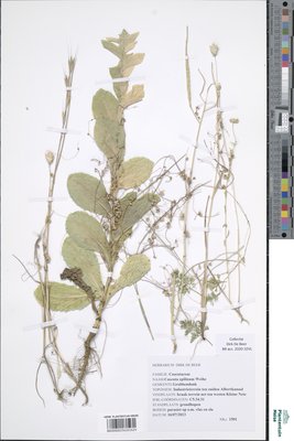 Cuscuta epilinum Weihe