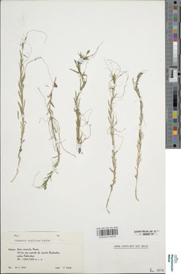 Cuscuta epilinum Weihe